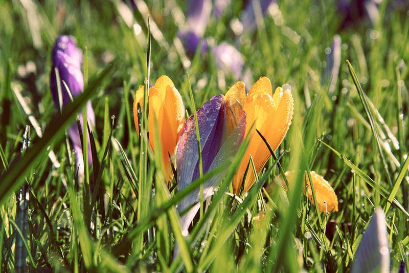 spring blooms in dulwich