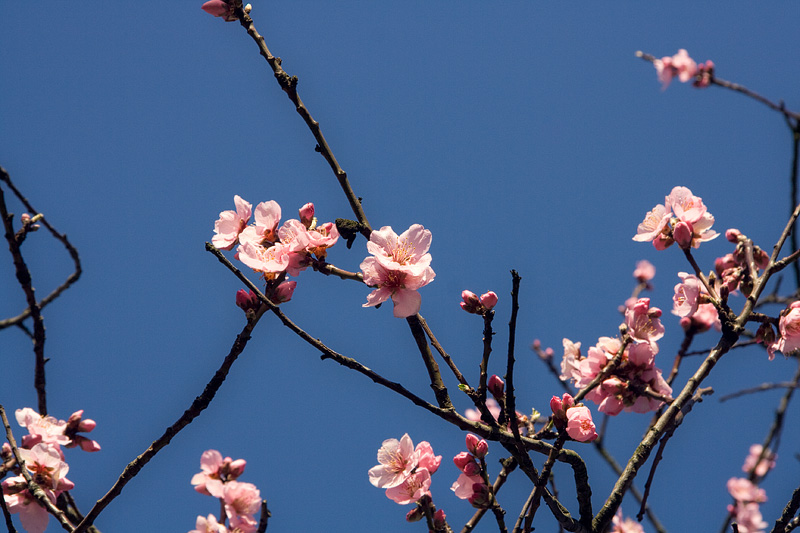 spring blooms