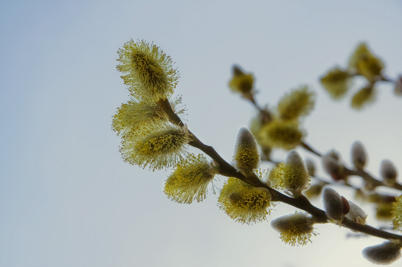 dulwich-park-flowers03