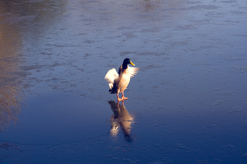 duck on a frozen pond in dulwich park