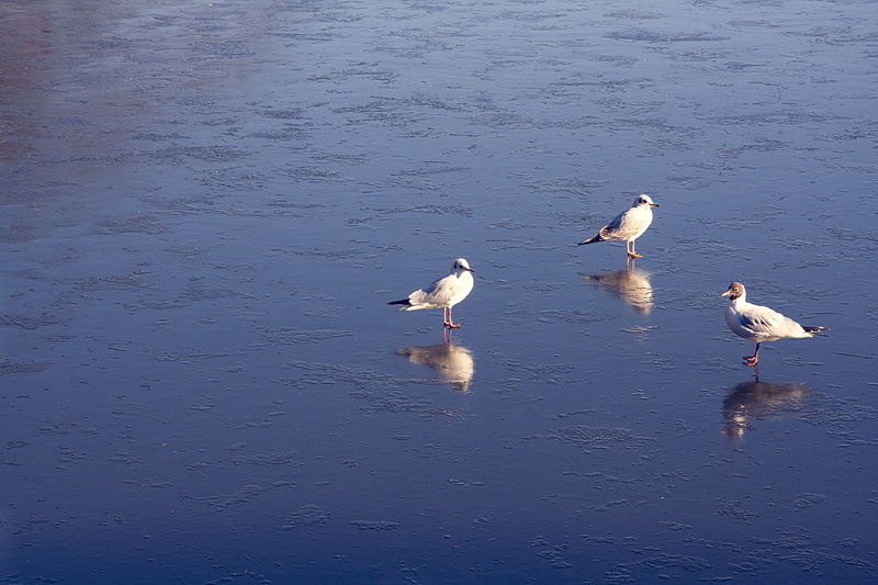 dulwich-park-winter02