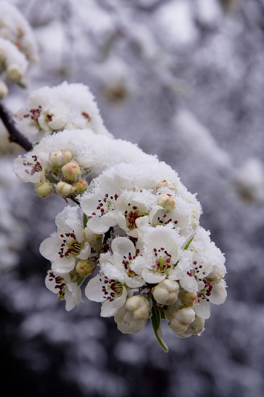 london flowers in snow