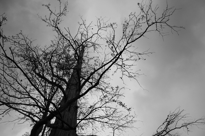 dulwich-picture-gallery-tree