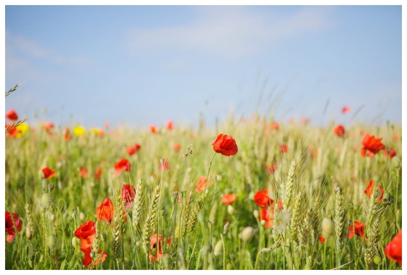 field of poppies in france