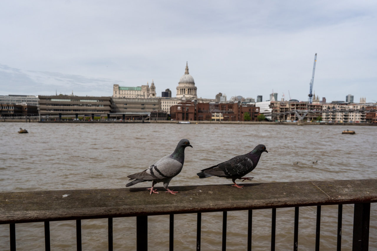 London Pigeons | Antonina Mamzenko Photographer