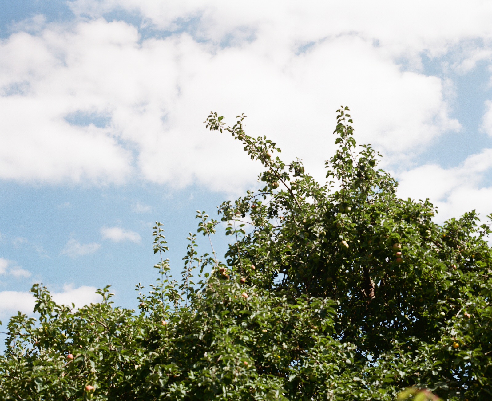 apple-tree